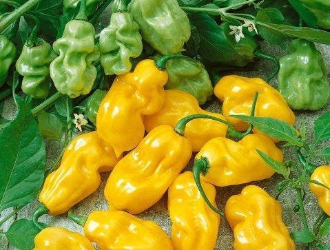 PEPPER 'Yellow Sweet Habanero'