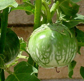 100+ Petch Siam Eggplant Seeds – Green Thai Vegetable For Indian Cuisine, FREE SHIP