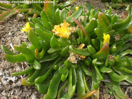 Glottiphyllum longum --Tongue-Leaf Plant--