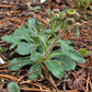 Erigeron pulchellus 'Meadow Muffin' --Robin's Plantain--
