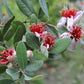 GUAVA 'Pineapple' --Feijoa sellowiana--