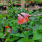 Salvia coccinea --Pink Tropical Sage--