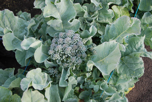 BROCCOLI 'Piracicaba Non-heading'