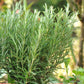 ROSEMARY 'Foxtail' --Rosmarinus officinalis--