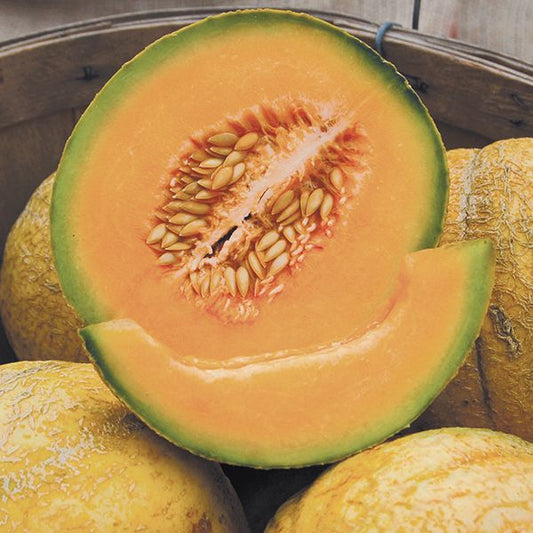 MELON 'PMR Delicious 51 Cantaloupe'