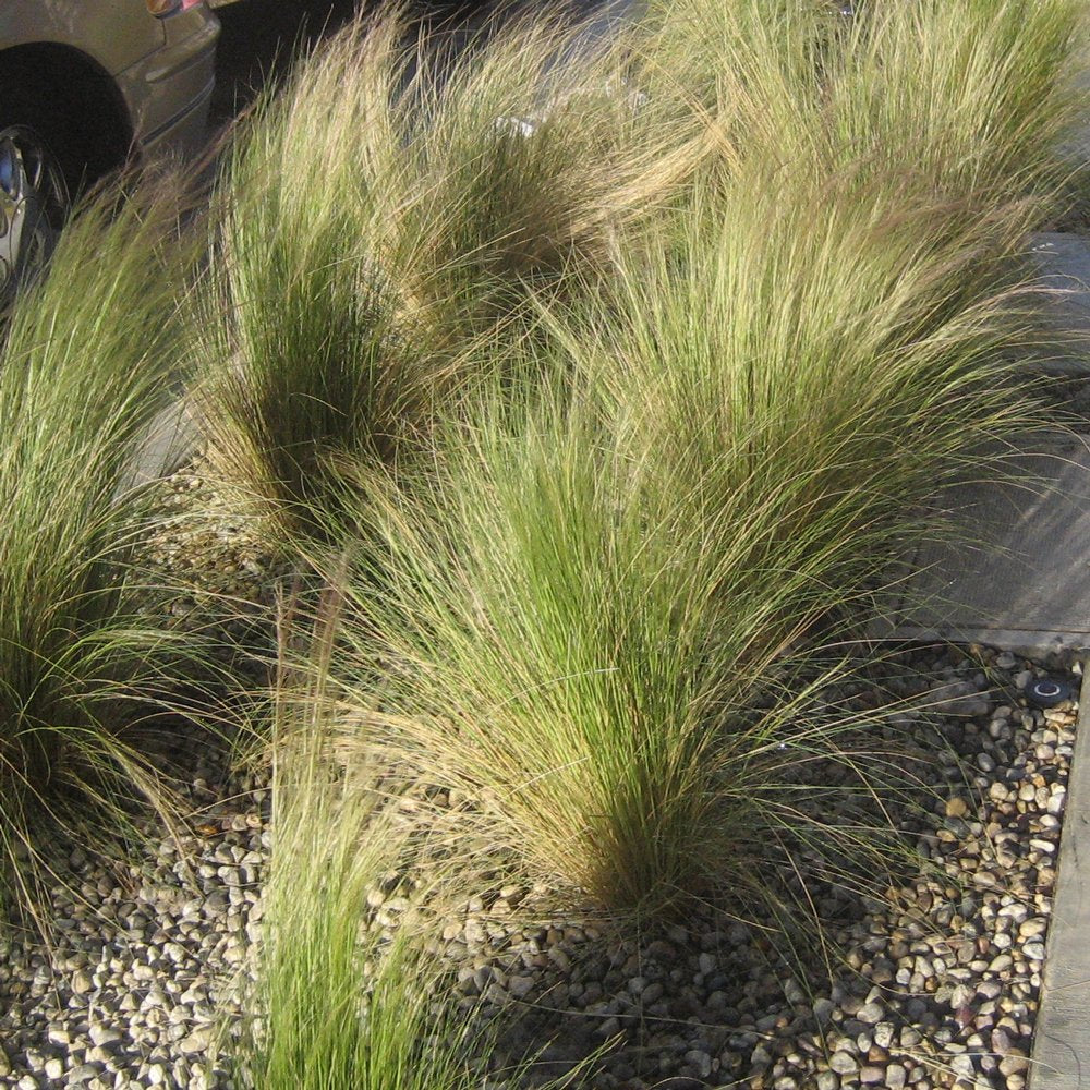 Nassella tenuissima --Mexican Feather Grass--