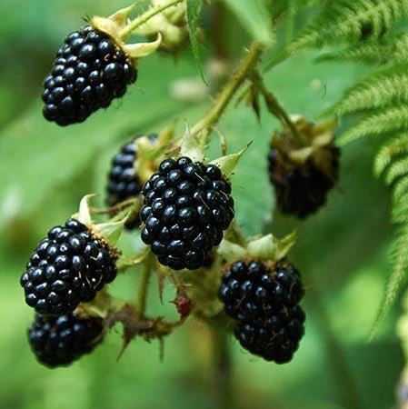 BLACKBERRY 'Prime-Ark Freedom Thornless' --Rubus fruticosus--