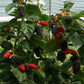 BLACKBERRY 'Prime-Ark Freedom Thornless' --Rubus fruticosus--