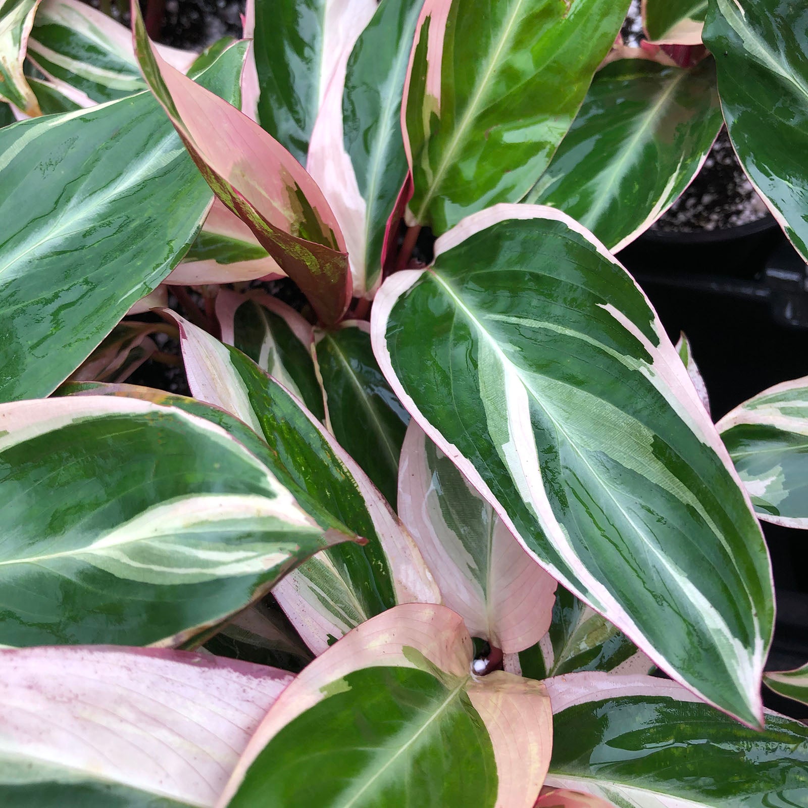 triostar prayer plant Stromanthe sanguinea 'Triostar' --Tricolor Prayer Plan