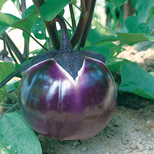 EGGPLANT 'Prosperosa'