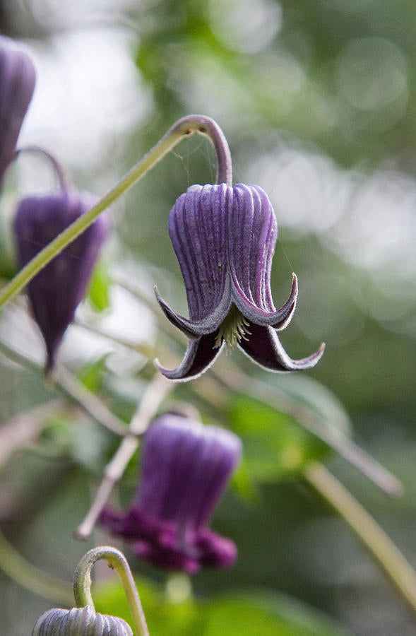 Clematis pitcheri --Purple Leatherflower--