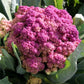 CAULIFLOWER 'Purple of Sicily'