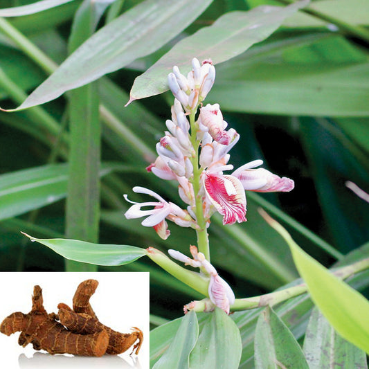 GALANGAL --Alpinia officinarum--