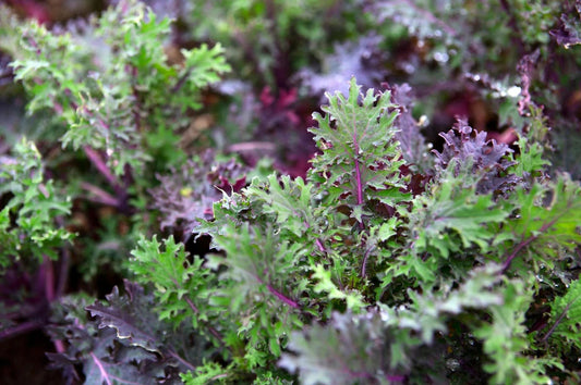 KALE 'Ragged Jack'