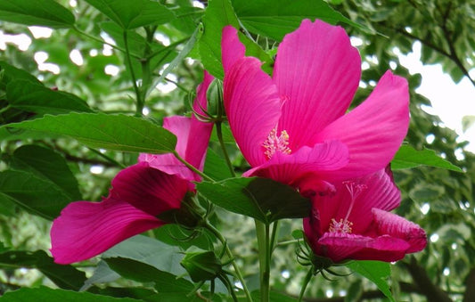 Hibiscus moscheutos 'Raspberry Rose'