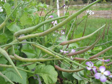 RADISHES 'Rat-Tail'