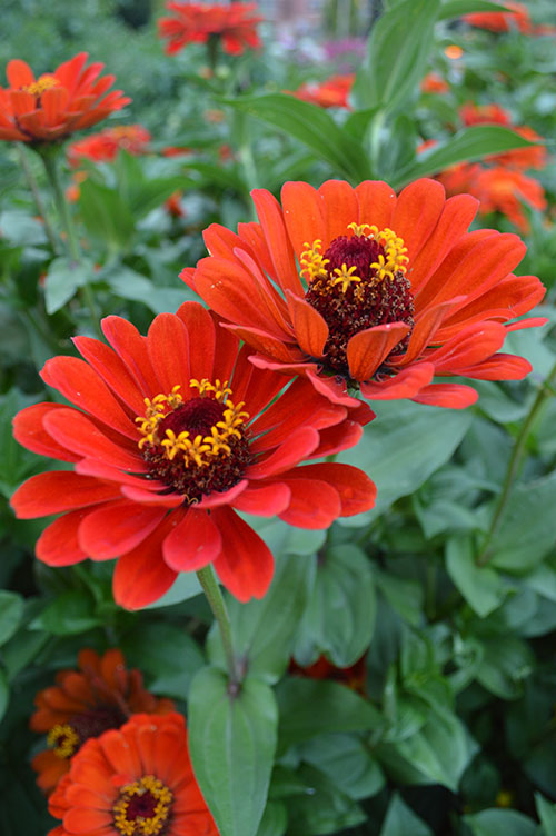 ZINNIA 'Red Beauty'