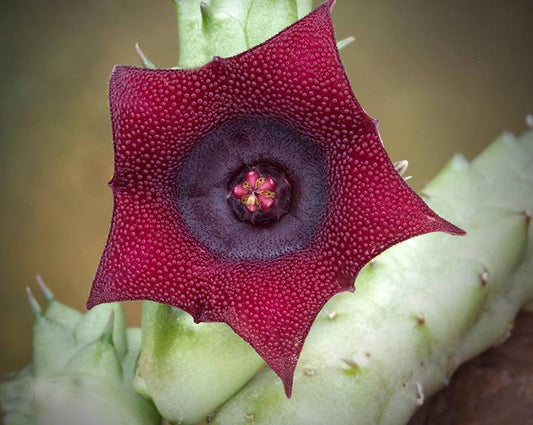 Huernia schneideriana --Red Dragon Flower--