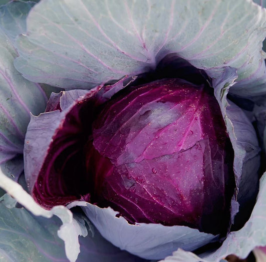 CABBAGE 'Red Globe'