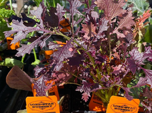 MUSTARD GREENS 'Red Lace'
