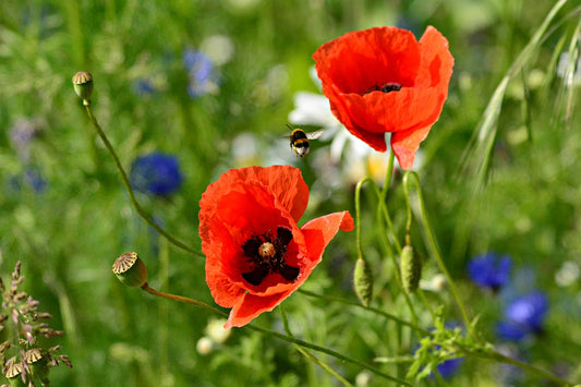 POPPY 'Red'