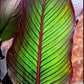 Canna indica 'Purpurea' --Red Stripe Canna--