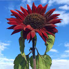 SUNFLOWER 'Red Sun'
