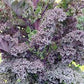 KALE 'Red Winter'