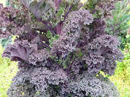 KALE 'Red Winter'
