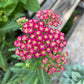 Achillea millefolium --Red Velvet Yarrow--