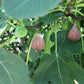 FIG 'Atreano' --Ficus carica--