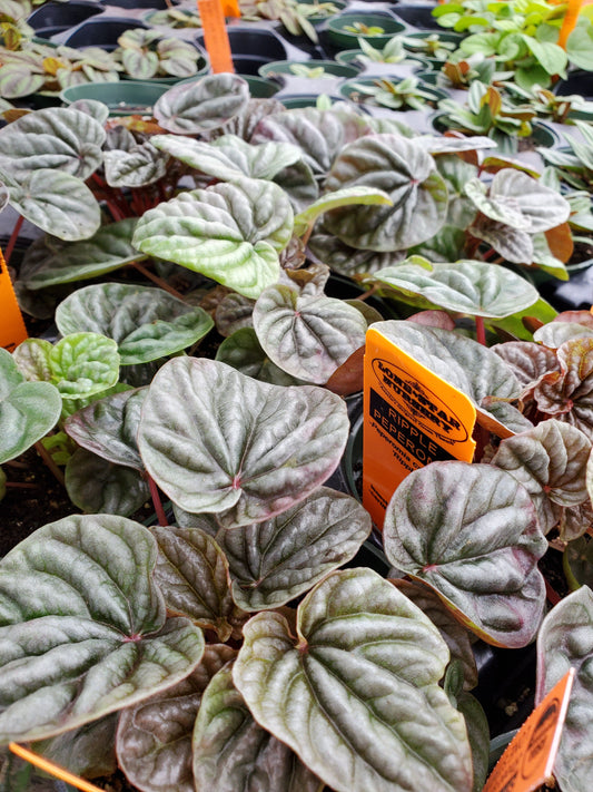 Peperomia caperata 'Burgundy Ripple'