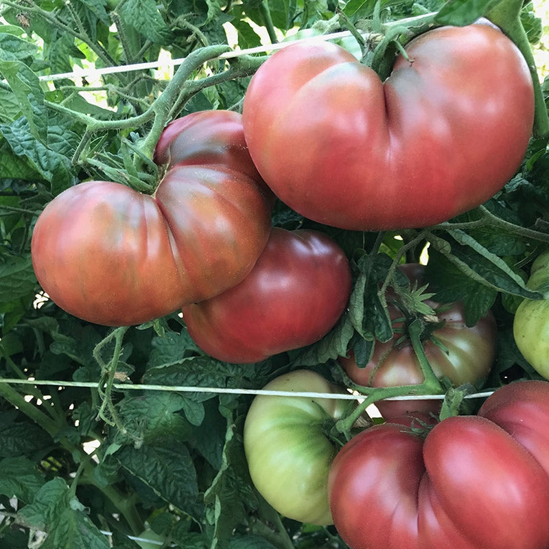 TOMATO 'Rosella Purple' - Plant Delivery Taylor – Lone Star Nursery