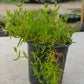 Drosanthemum speciosum --Upright Royal Dewflower--
