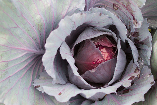 CABBAGE 'Ruby Perfection'