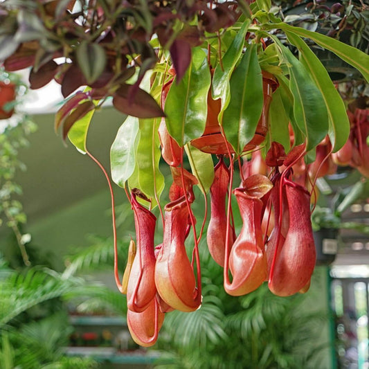 Nepenthes alata --Tropical Pitcher Plant--