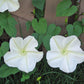 MORNING GLORY 'Night-Blooming' --Calonyction aculeatum--