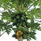 PAPAYA 'Unknown Cultivar' --Carica papaya--