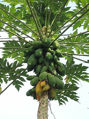 PAPAYA --Carica papaya--