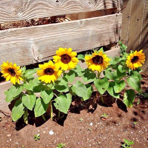 SUNFLOWER 'Sunspot Dwarf'