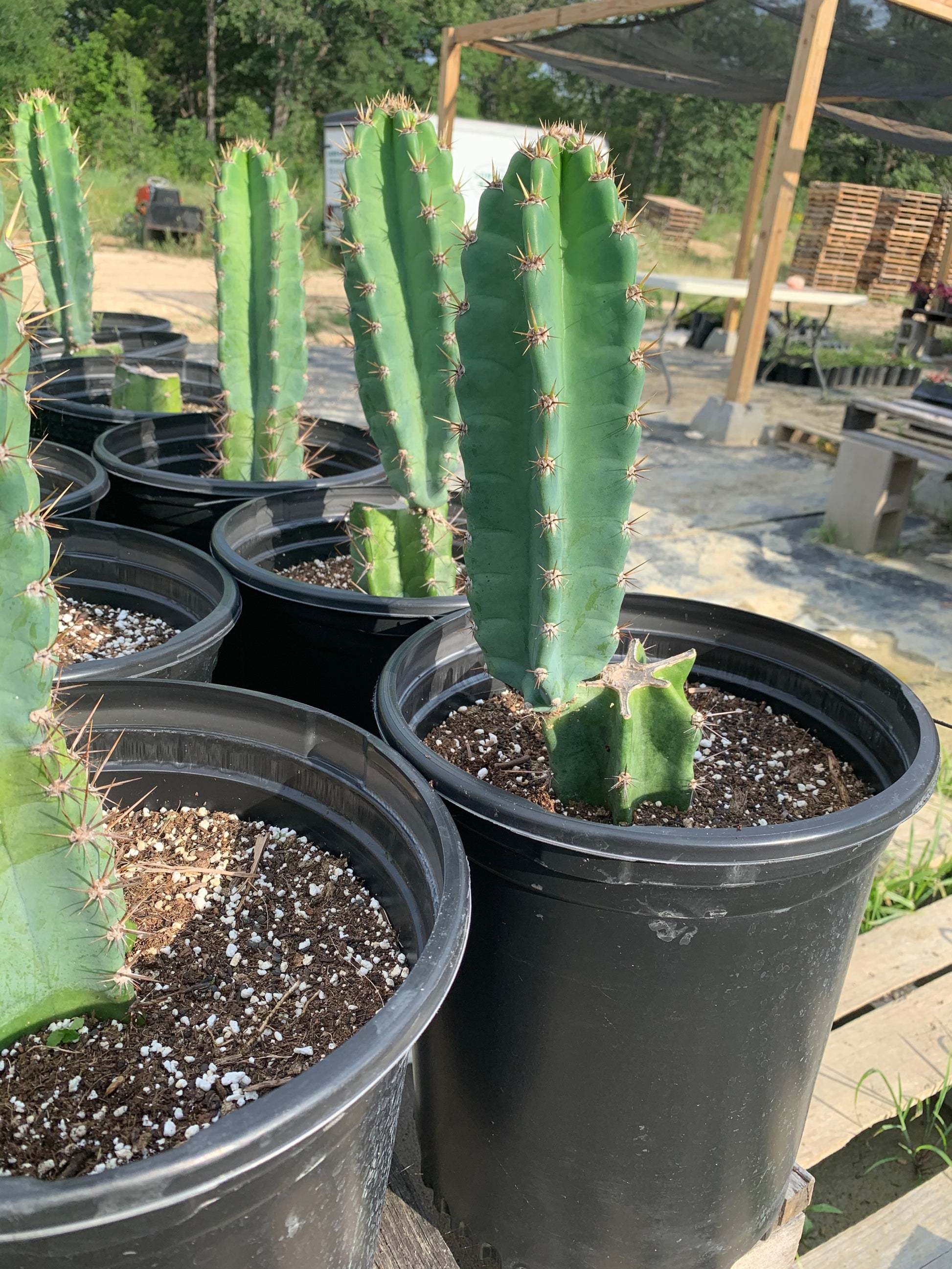 Fresh green cacti growing from pots