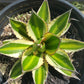 Top down view of young agave plant with yellow, green, and cream stripes and red spines