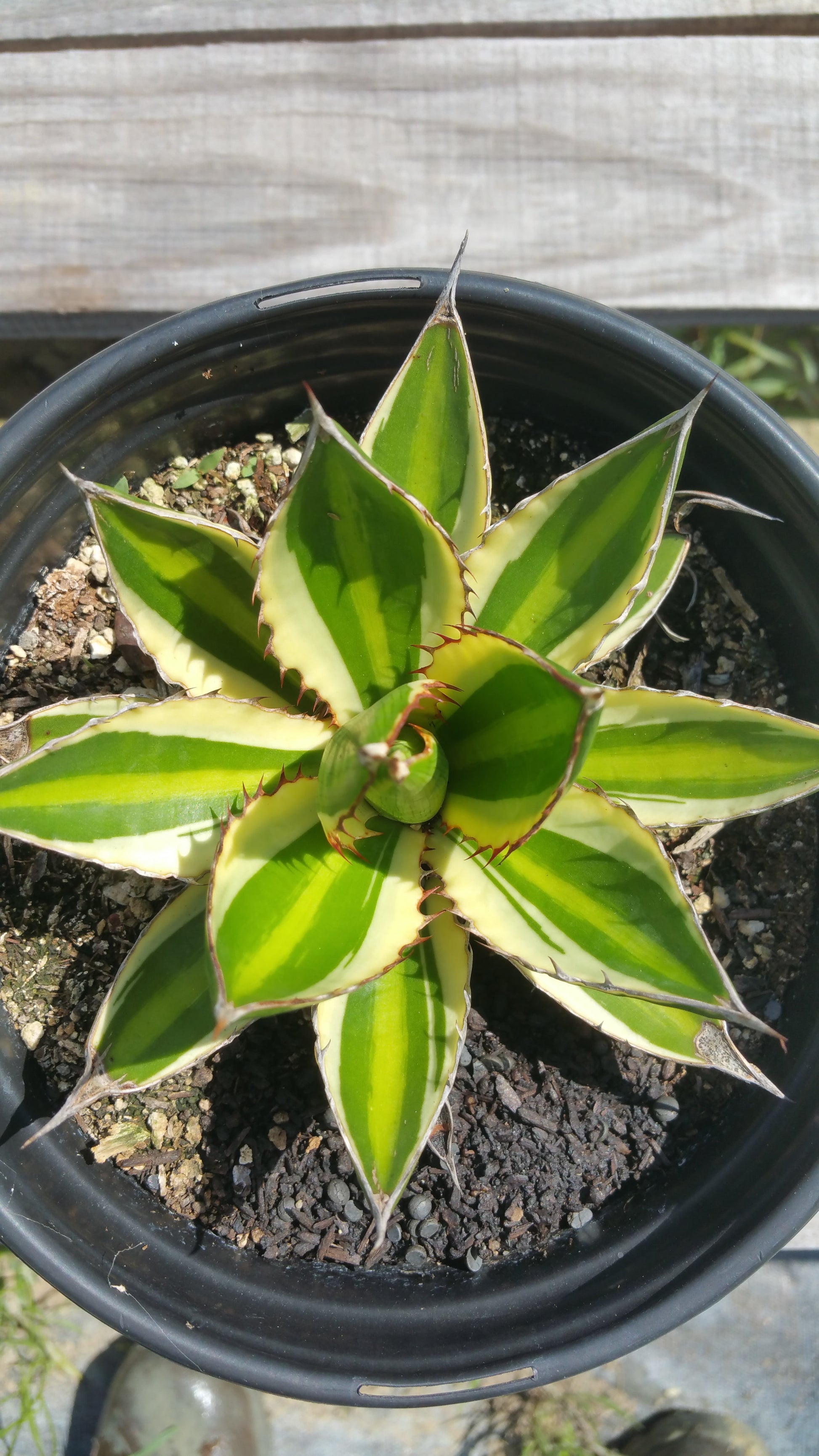 Top down view of young agave plant with yellow, green, and cream stripes and red spines