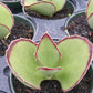 Young Kalanchoe plants showing red-bordered leaves with small serrations