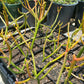 Pencil cactus growing from small pots in light green to red-orange ombre