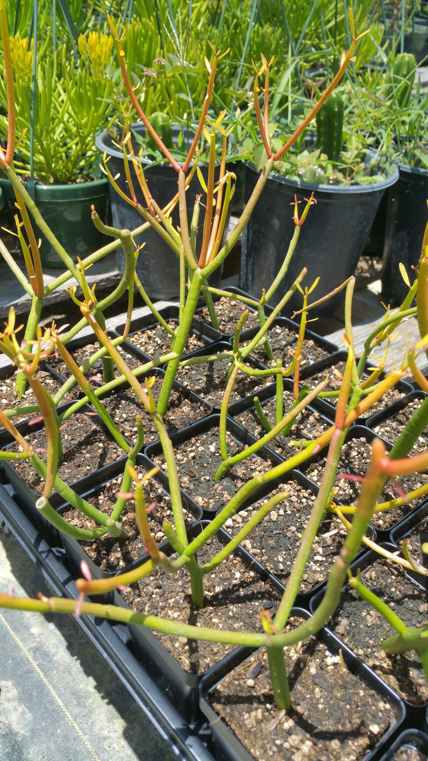Pencil cactus growing from small pots in light green to red-orange ombre
