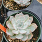 Succulent rosettes filling round pots, pale gray/aqua color with pink tips