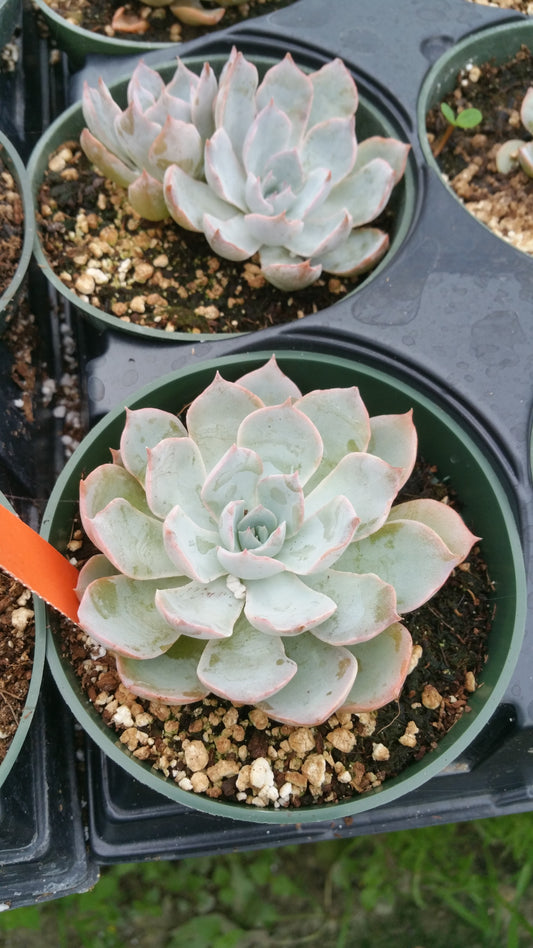 Succulent rosettes filling round pots, pale gray/aqua color with pink tips