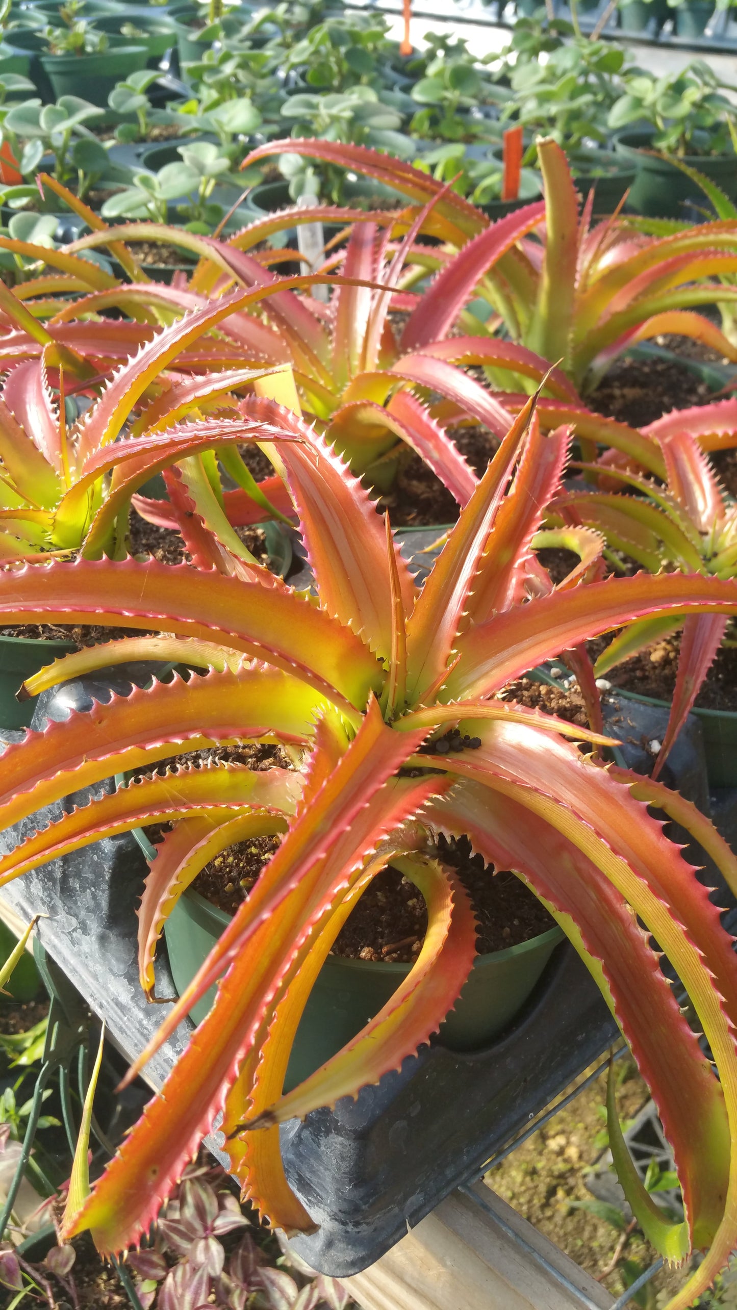 Bright orange agave-like plant with long slender leaves with spikes down both sides of each leaf