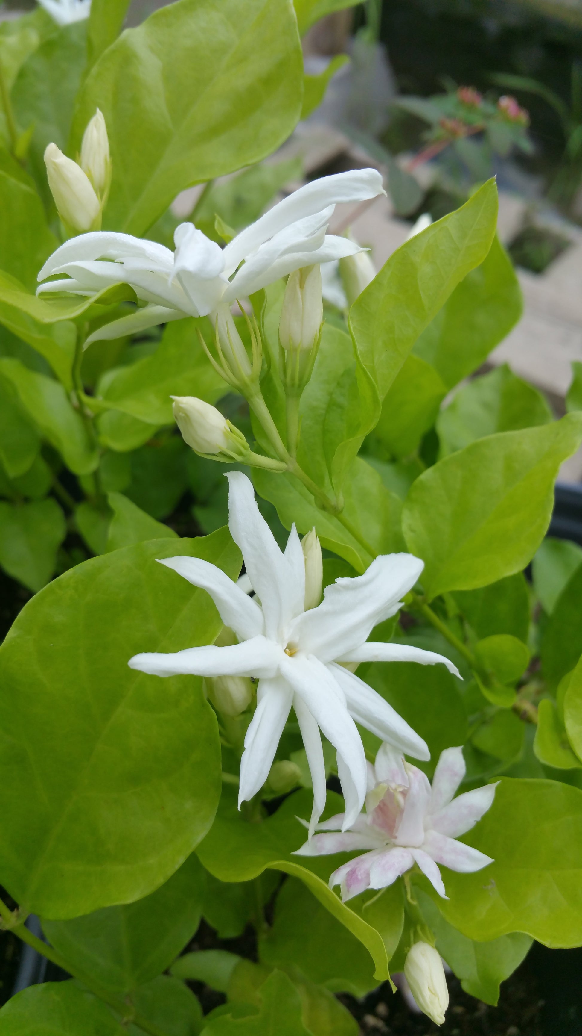 White jasmine blooms and buds against light green leaves